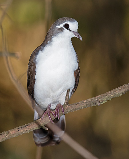 Tambourine Dove